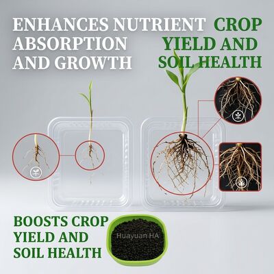 70% Humic Acid Granule - Water-Stable Monsoon-Ready Soil Amendment for Bangladesh Rice Jute Wetland