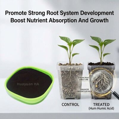 Water Retention Humic Acid Powder for Sandy Soil Improvement and Date Palm Optimization