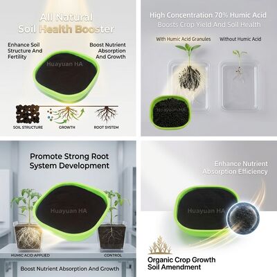 Water Retention Humic Acid Granule Boosts Fertilizer Efficiency for Coffee Farming