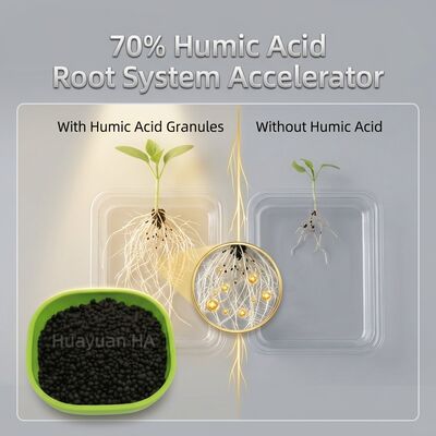 Water Retention Humic Acid Granule Boosts Fertilizer Efficiency for Coffee Farming